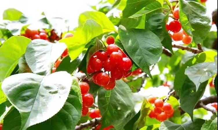 成都机场樱桃航空托运-成都机场空运物流公司