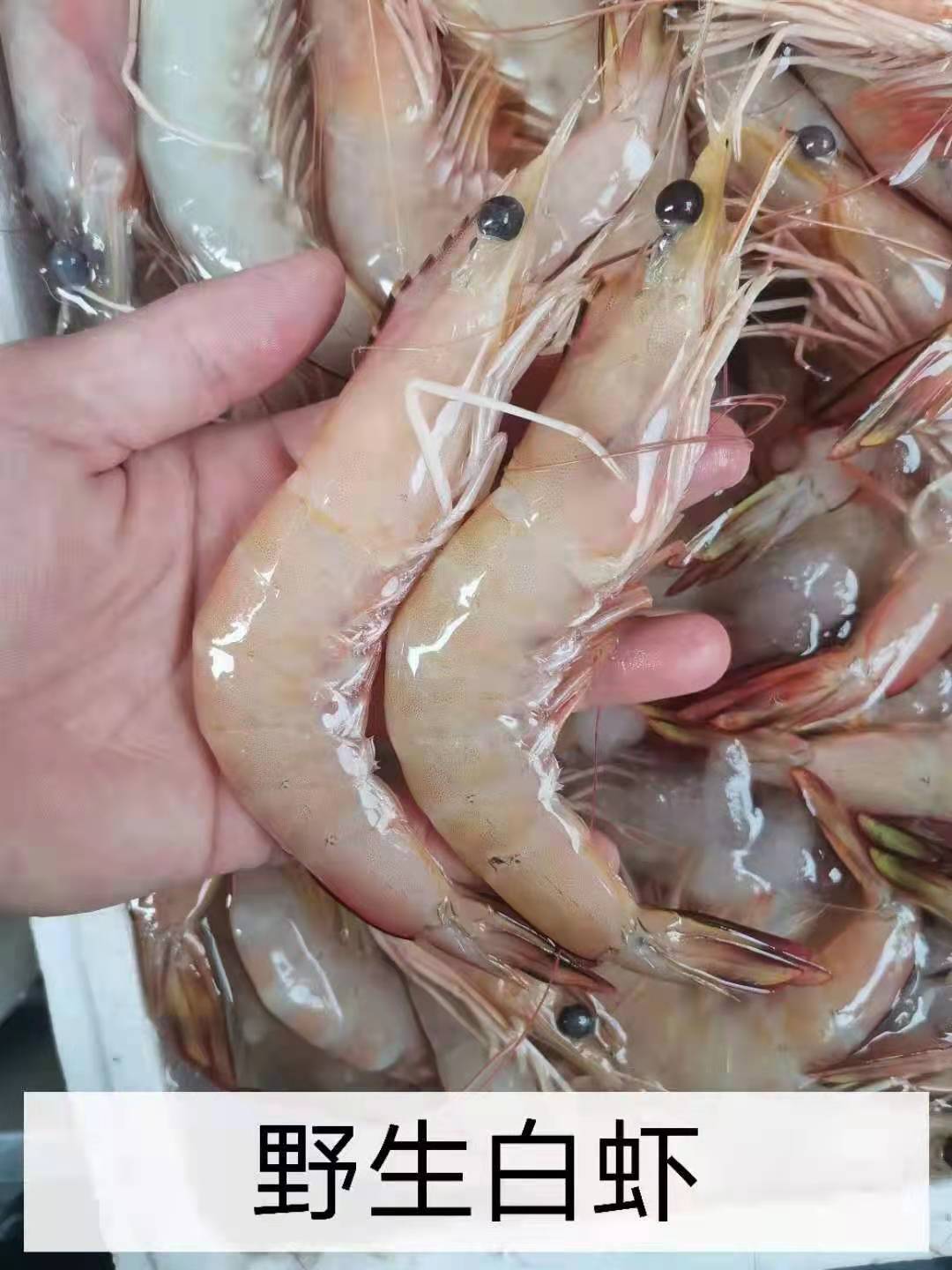 成都机场空运物流海鲜航空托运-成都机场空运物流公司