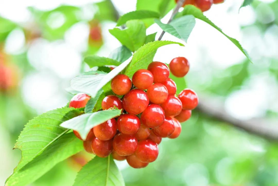 空运鲜花植物水果蔬菜肉类海鲜等货物包装标准和要求-成都机场空运物流公司