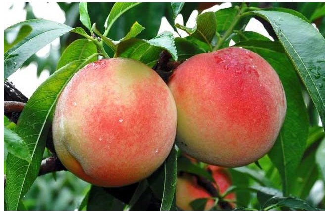 成都龙泉水蜜桃怎么运输最快?-成都机场空运物流公司 成都龙泉水蜜桃怎么运输最快?-成都机场空运物流公司