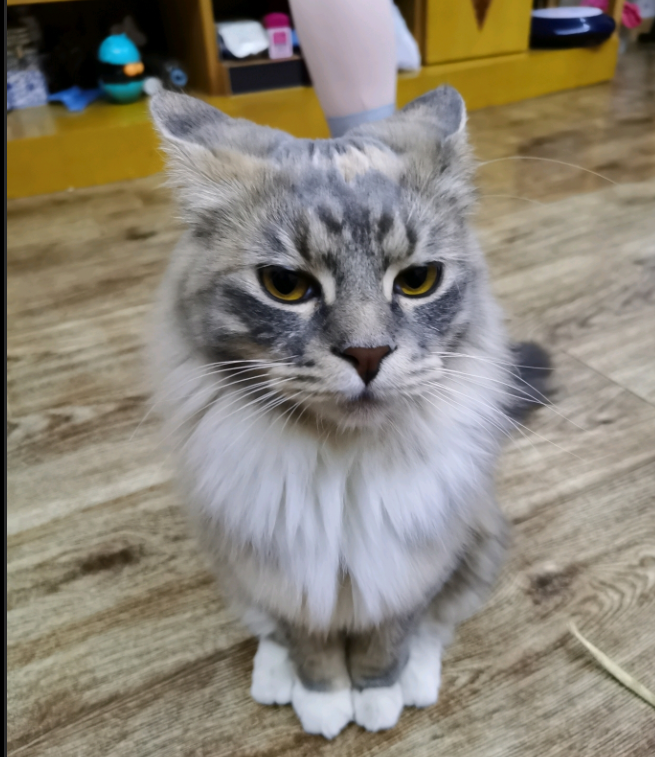 中华田园猫可以航空托运吗？-成都机场空运物流