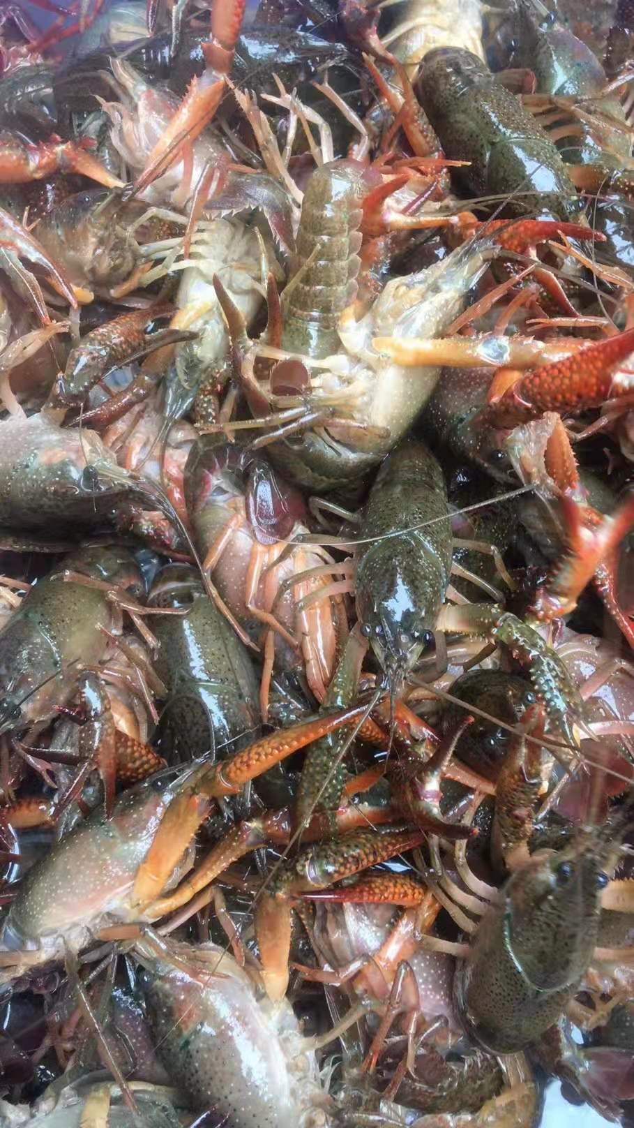 成都航空货运成都航空快递小龙虾可以发空运吗？-成都机场空运物流